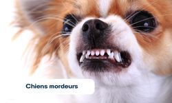 Chiens mordeurs