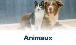 Commerces animaux