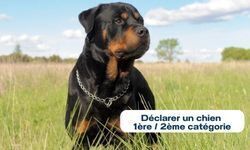 Déclarer un chien