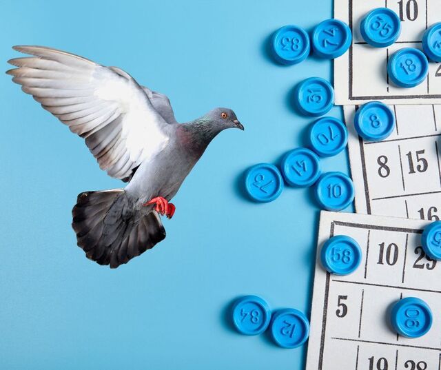 loto pigeon royeal