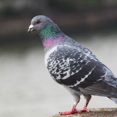 Pigeon